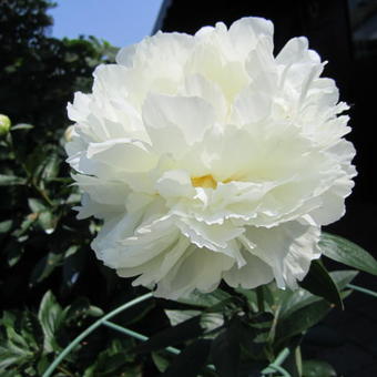 Paeonia lactiflora 'Bowl of Cream'