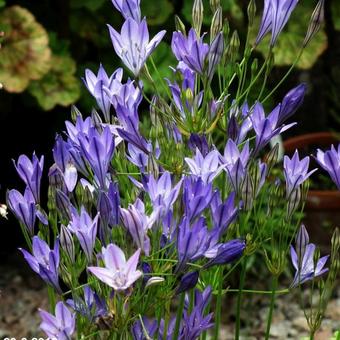 Triteleia laxa 'Koningin Fabiola'