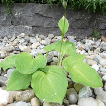 Hosta 'Heartleaf'