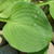 Hosta 'Heartleaf'