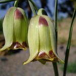 Fritillaria acmopetala - Kievitsbloem, Kievitseitjes