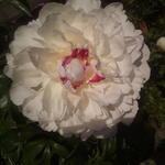 Paeonia lactiflora 'Festiva Maxima' - Pioen