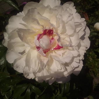 Paeonia lactiflora 'Festiva Maxima'