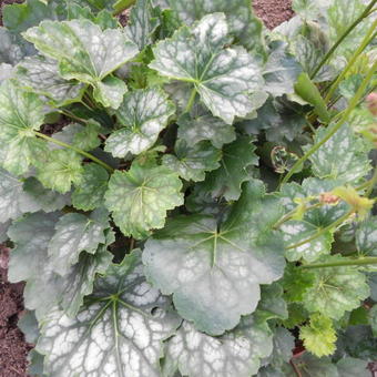 Heuchera americana 'Marvelous Marble'