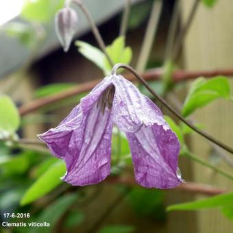 Clematis viticella