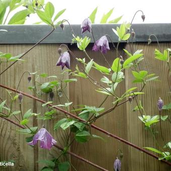 Clematis viticella