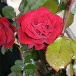 Rosa 'Paul's Scarlet Climber' - Roos, Klimroos