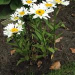 Leucanthemum x superbum 'Dwarf Snow Lady' - Margriet