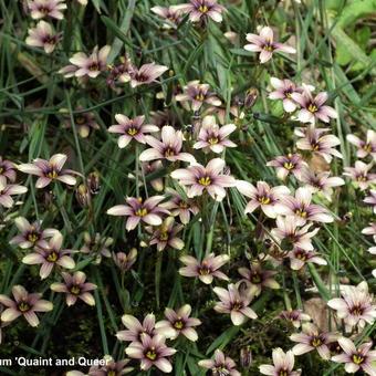 Sisyrinchium 'Quaint and Queer'