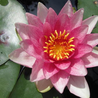 Nymphaea 'James Brydon'