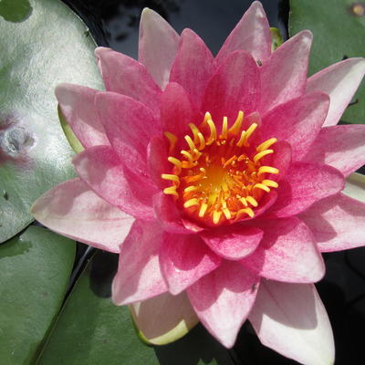 Waterlelie - Nymphaea 'James Brydon' 