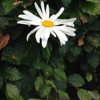 Leucanthemum x superbum 'Alaska'