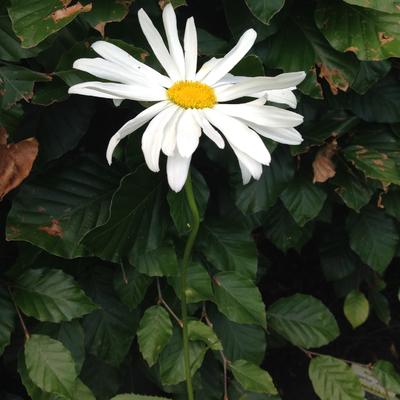 Margriet - Leucanthemum x superbum 'Alaska'