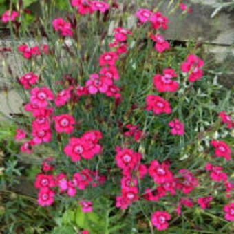 Dianthus deltoides 'Splendens'