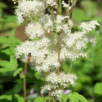 Filipendula ulmaria