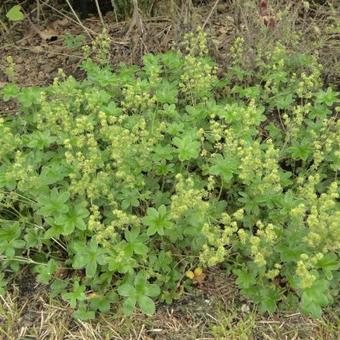 Alchemilla alpina