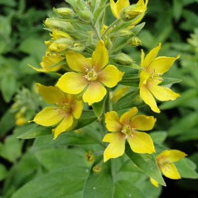 Puntwederik - Lysimachia punctata