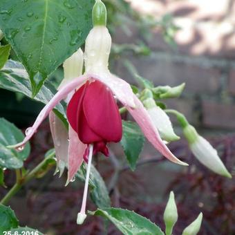 Fuchsia 'Celia Smedley’