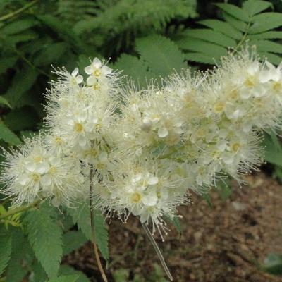 Sorbaria sorbifolia - Lijsterbesspirea