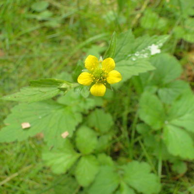 Geel nagelkruid, Gewoon nagelkruid, Heksenkruid - Geum urbanum