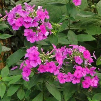 Phlox paniculata 'Purple Paradise'