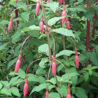 Fuchsia magellanica var. gracilis