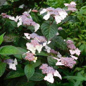 Hydrangea serrata 'Intermedia'