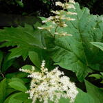 Rodgersia 'La Blanche' - Kijkblad, Schout bij Nacht