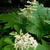 Rodgersia 'La Blanche'