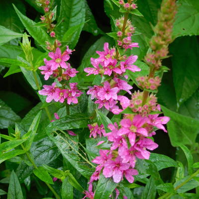 Kattenstaart, fijne kattenstaart - Lythrum virgatum 'Dropmore Purple'