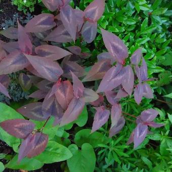 Persicaria microcephala 'Red Dragon'