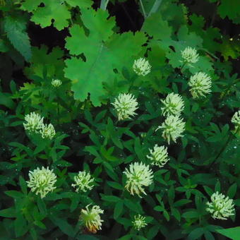 Trifolium pannonicum