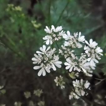 Coriandrum sativum