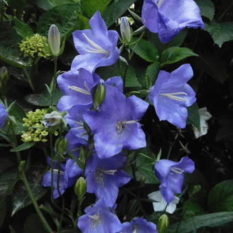 Campanula persicifolia 'Coerulea'