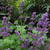 Salvia verticillata 'Purple Rain'