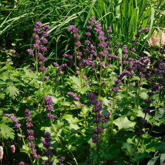 Salvia verticillata 'Purple Rain'