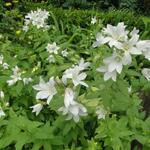 Campanula latifolia 'Alba' - Klokjesbloem, Breedbladig klokje