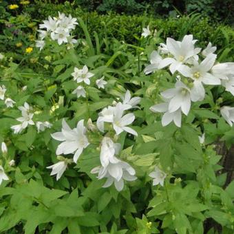 Campanula latifolia 'Alba'