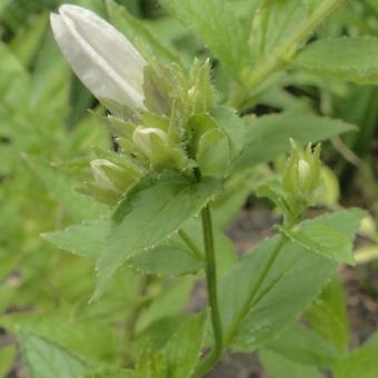 Campanula latifolia 'Alba'