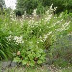 Heuchera sanguinea 'White Cloud' - Purperklokje