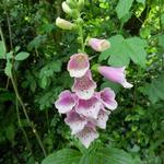 Digitalis purpurea 'Dalmatian Rose' - Vingerhoedskruid