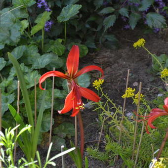 Sprekelia formosissima