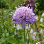 Knautia dipsacifolia - Bergknautia