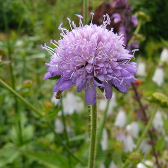 Knautia dipsacifolia