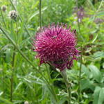 Centaurea atropurpurea - Korenbloem