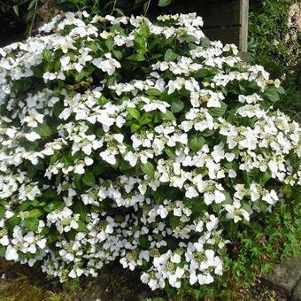 Hydrangea macrophylla 'Veitchii'