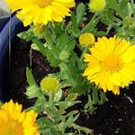 Gaillardia x  grandiflora 'MESA Yellow' - Kokardebloem