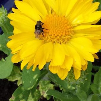 Gaillardia x  grandiflora 'MESA Yellow'