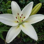 Lilium asiaticum - Aziatische lelie