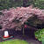 Acer palmatum 'Garnet'